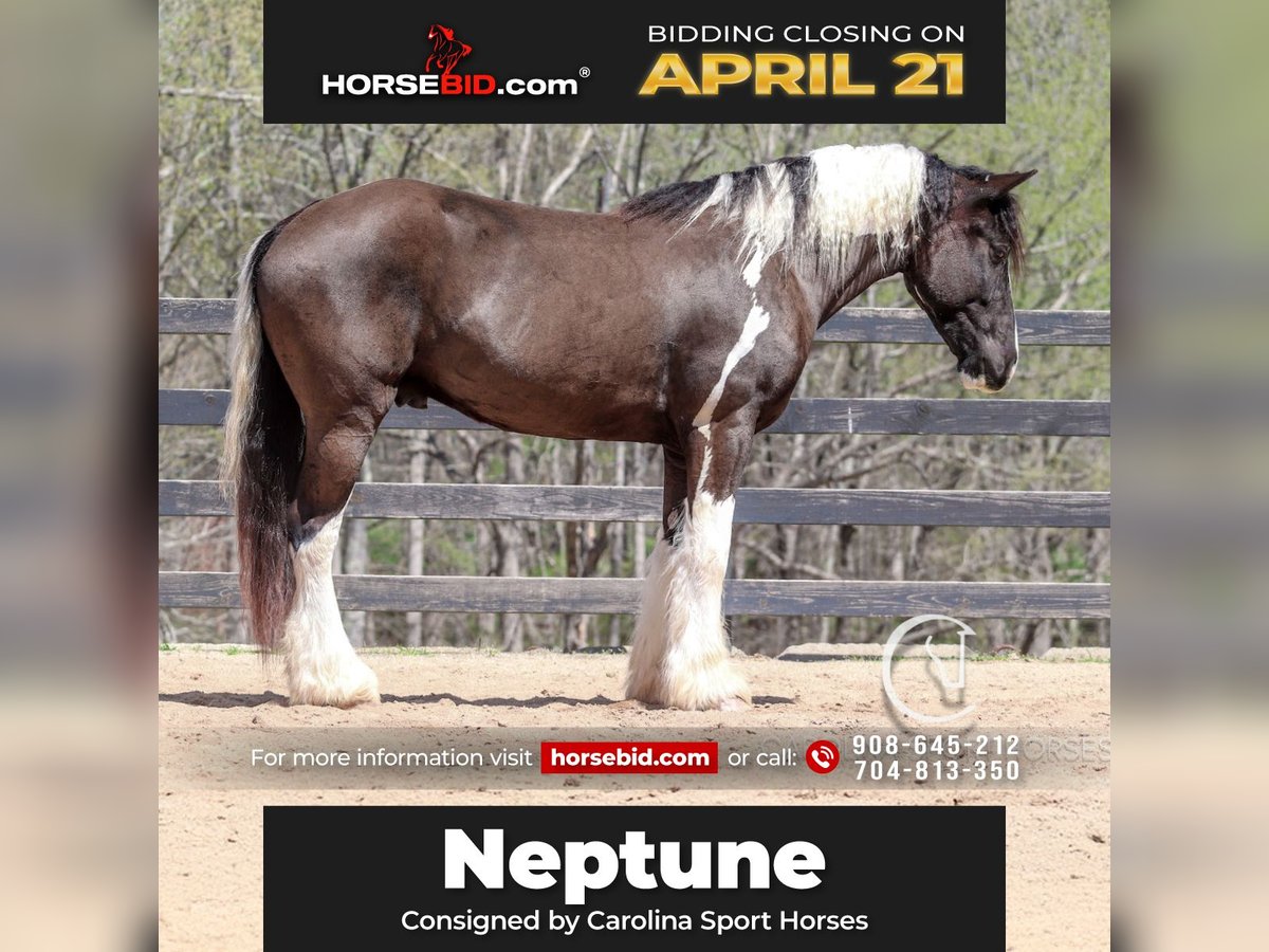 Gypsy Horse Mix Gelding 5 years 16,1 hh in Clover, SC