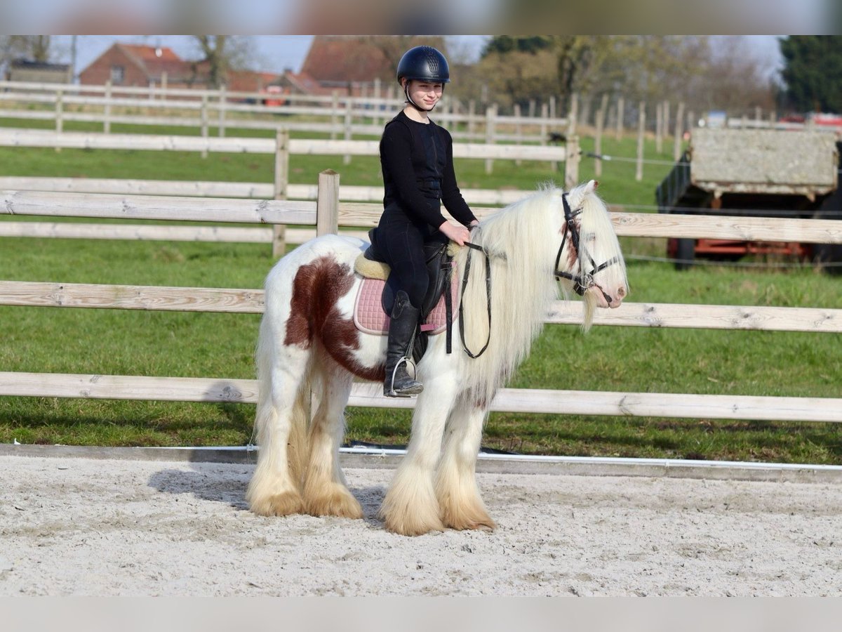 Gypsy Horse Gelding 6 years 11,2 hh Pinto in Bogaarden