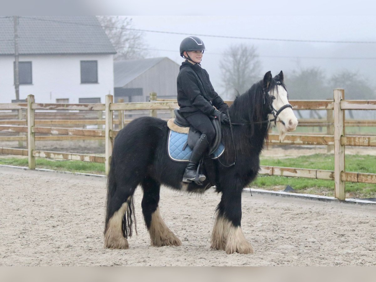 Gypsy Horse Gelding 6 years 12,1 hh Black in Bogaarden