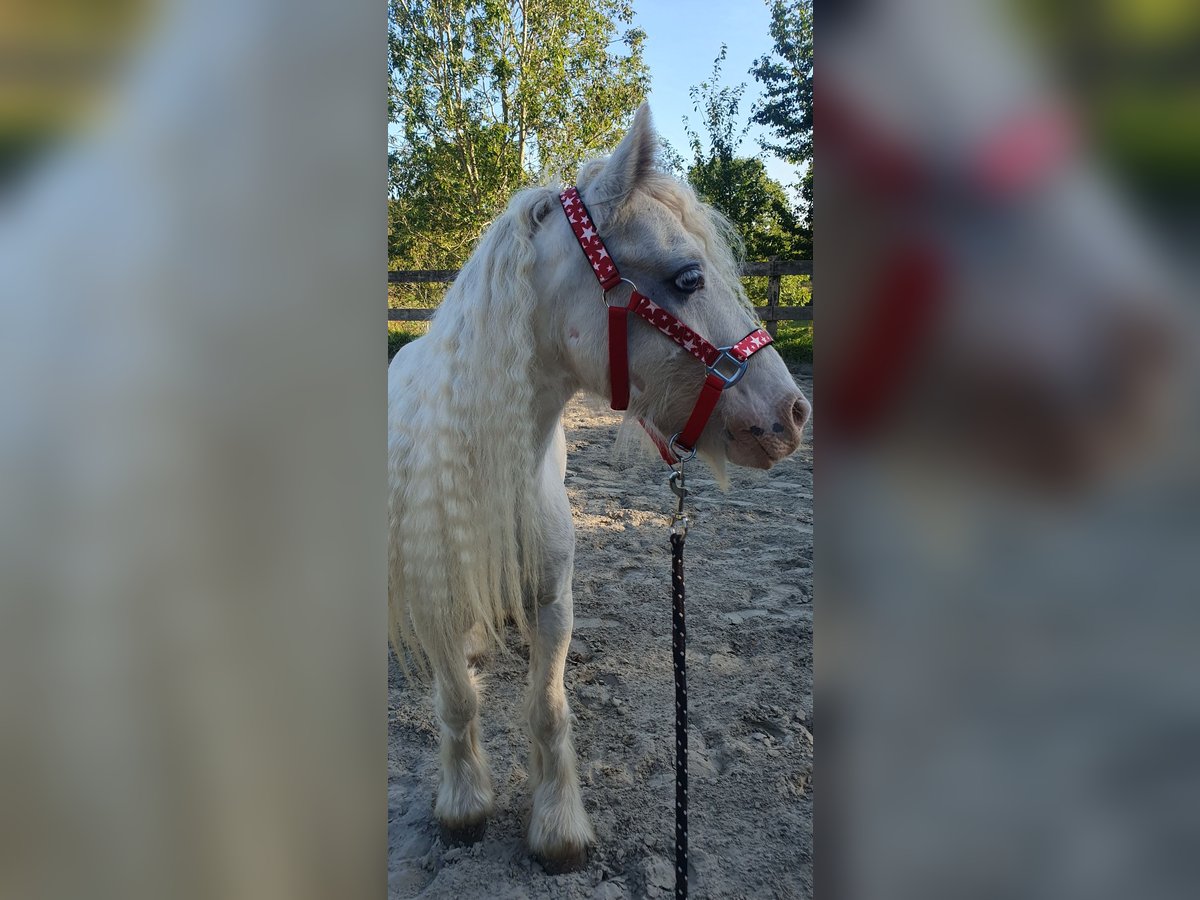 Gypsy Horse Gelding 6 years 12,1 hh Cremello in L&#xF6;ptin
