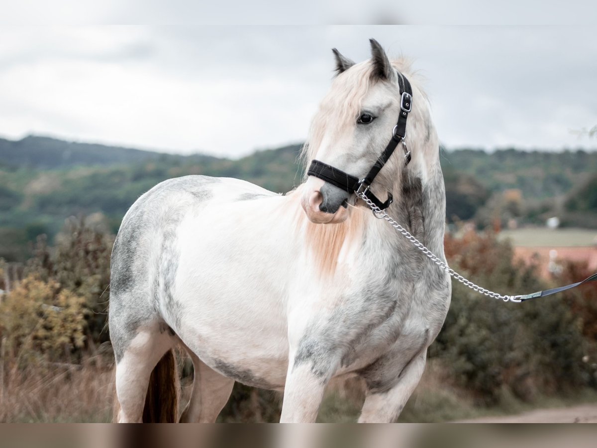 Gypsy Horse Mix Gelding 6 years 13,2 hh Gray in Kirchhain