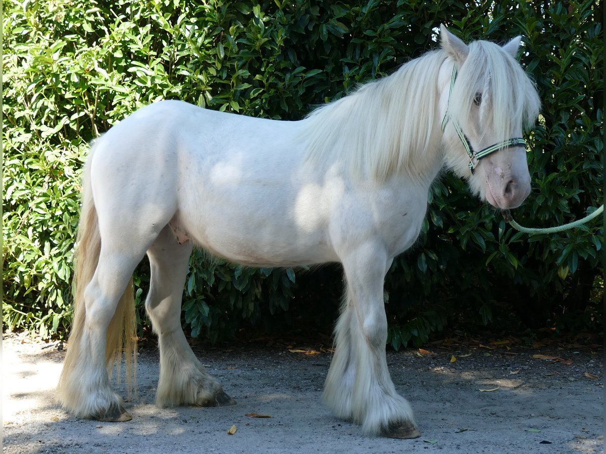 Gypsy Horse Gelding 6 years 13,2 hh Gray in Lathen