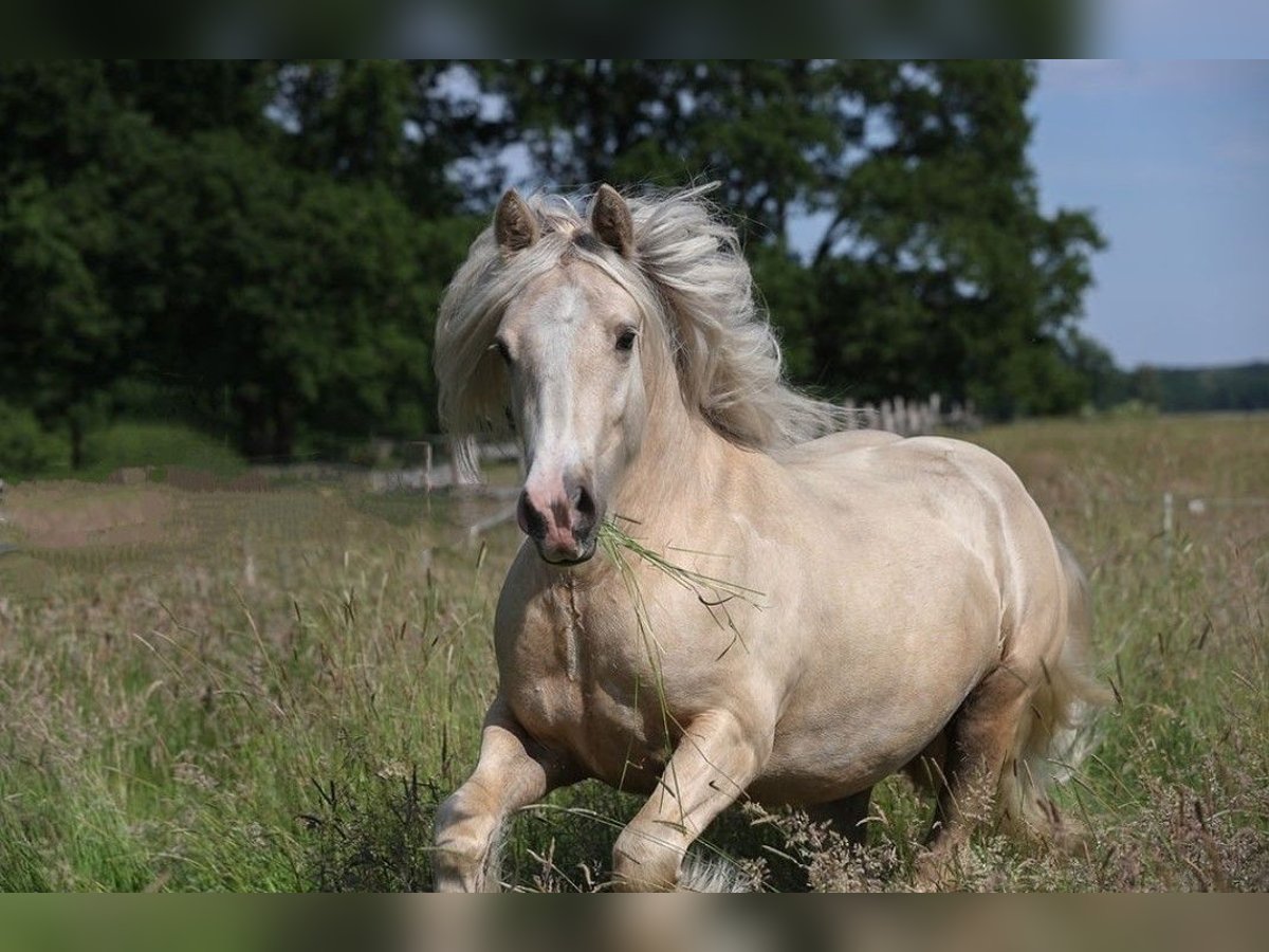 Gypsy Horse Gelding 6 years 14,1 hh Palomino in Otter