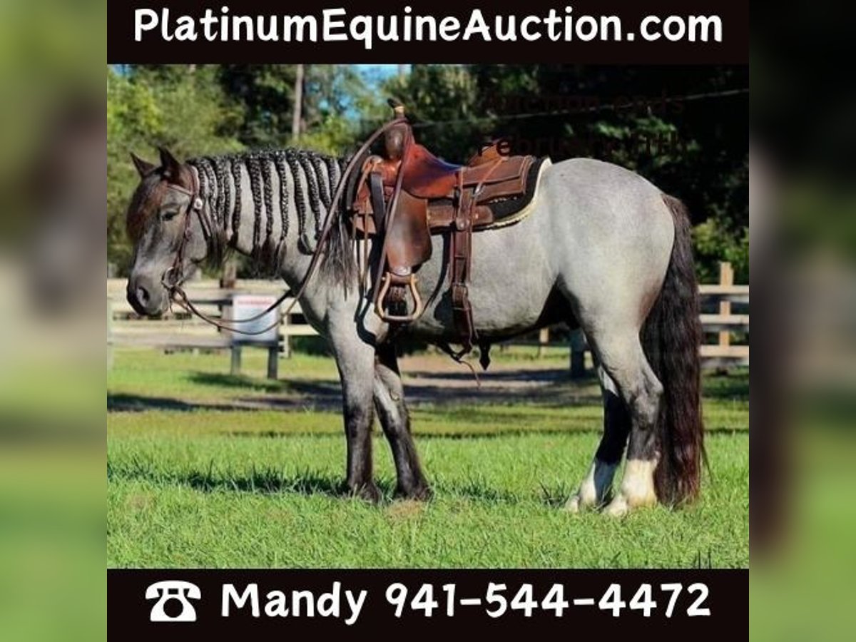 Gypsy Horse Gelding 6 years 14,1 hh Roan-Blue in Mims FL