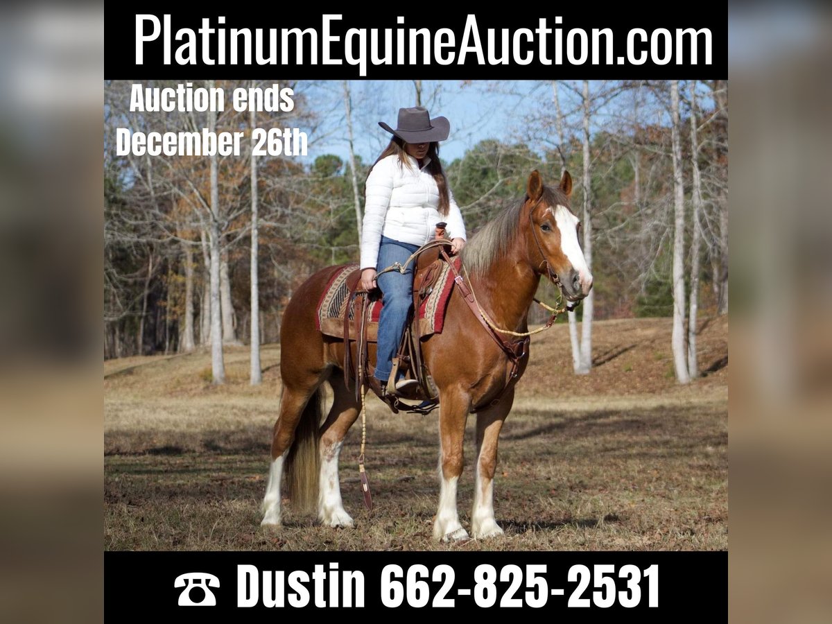 Gypsy Horse Gelding 6 years 14,3 hh Chestnut in Amory, MS