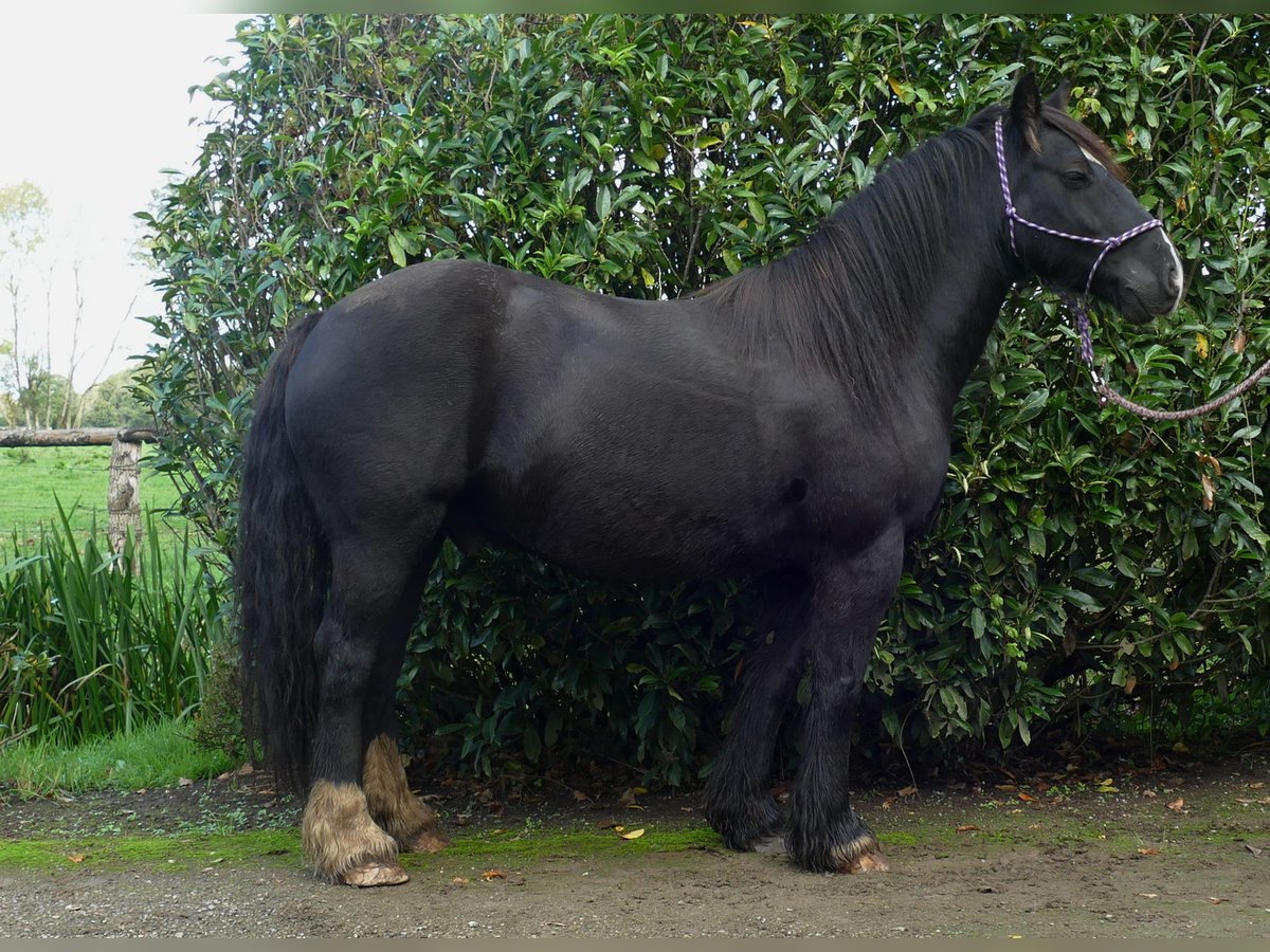Gypsy Horse Gelding 6 years 14,1 hh Black in Lathen