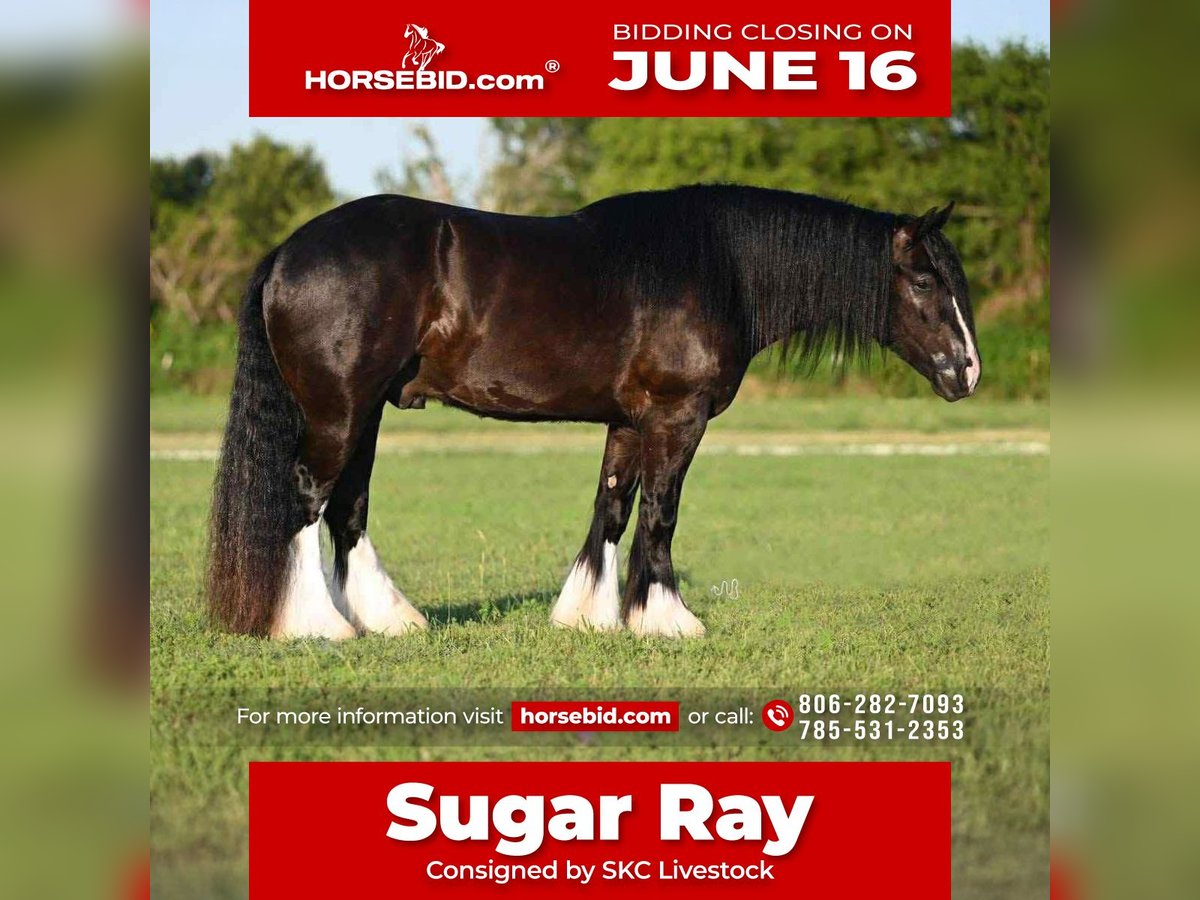 Gypsy Horse Gelding 6 years 14,3 hh Black in Amarillo, TX