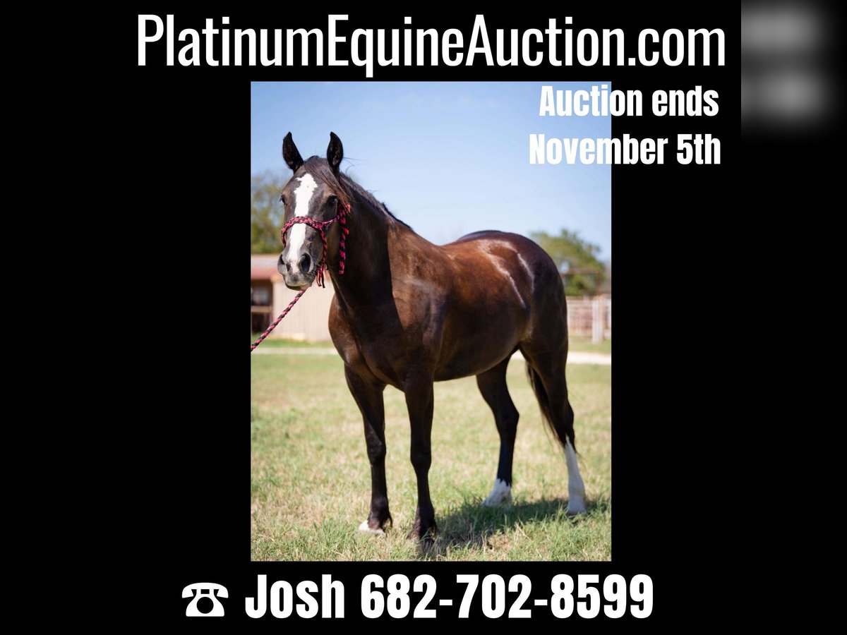 Gypsy Horse Gelding 6 years 15,1 hh Black in Stephenville TX