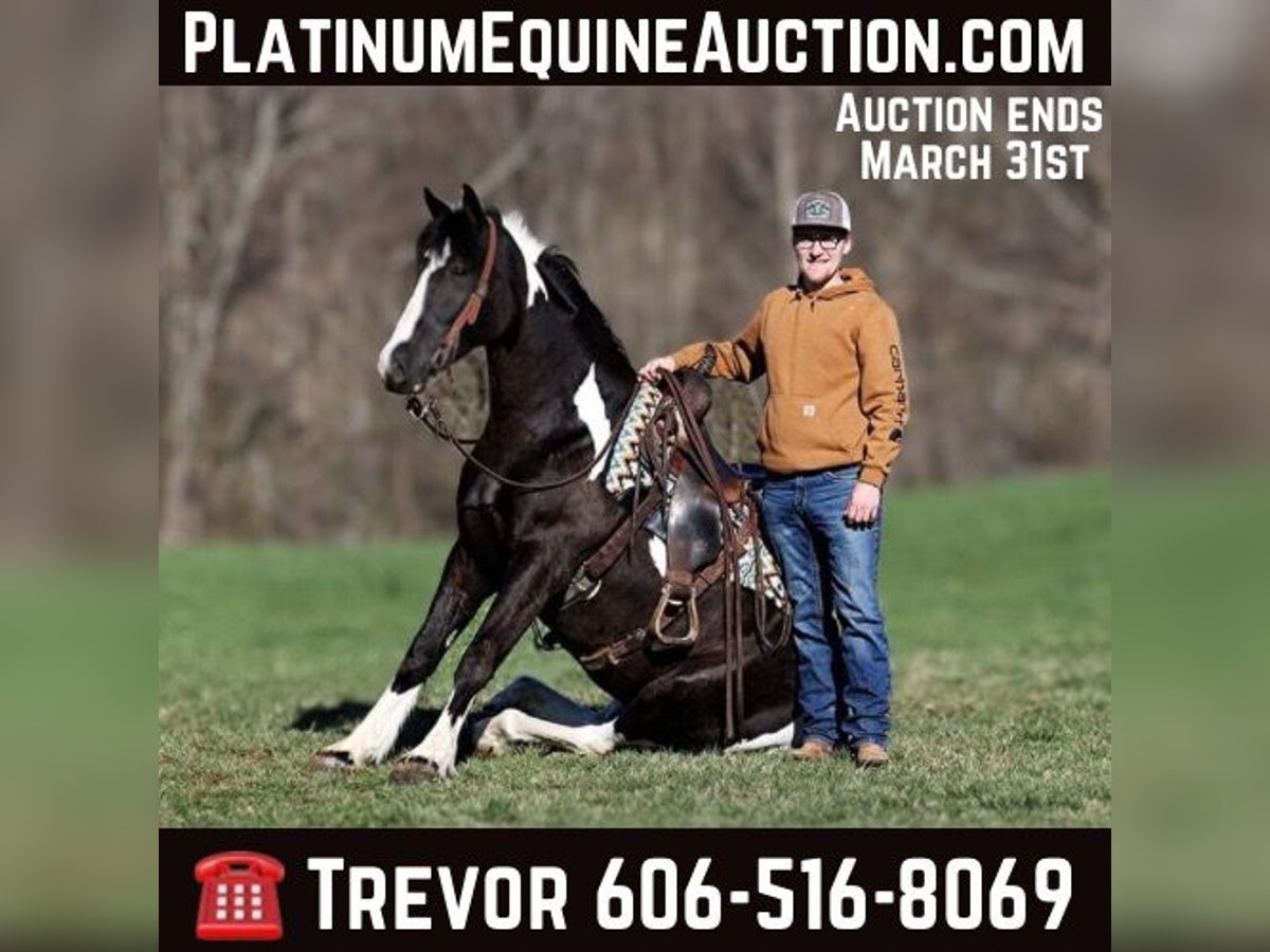 Gypsy Horse Gelding 6 years 15,1 hh Tobiano-all-colors in Parkers Lake KY