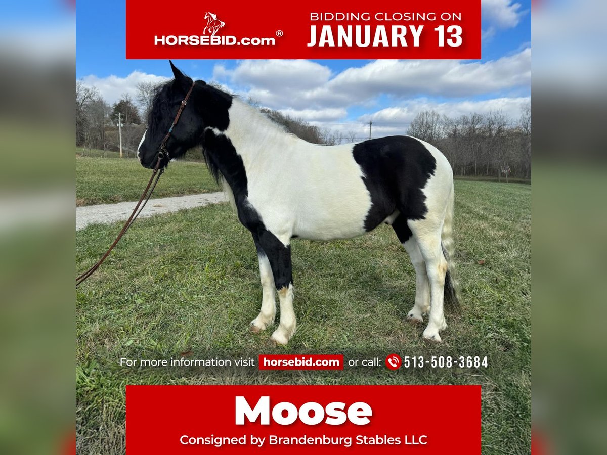 Gypsy Horse Mix Gelding 6 years 15,2 hh in Mize, KY