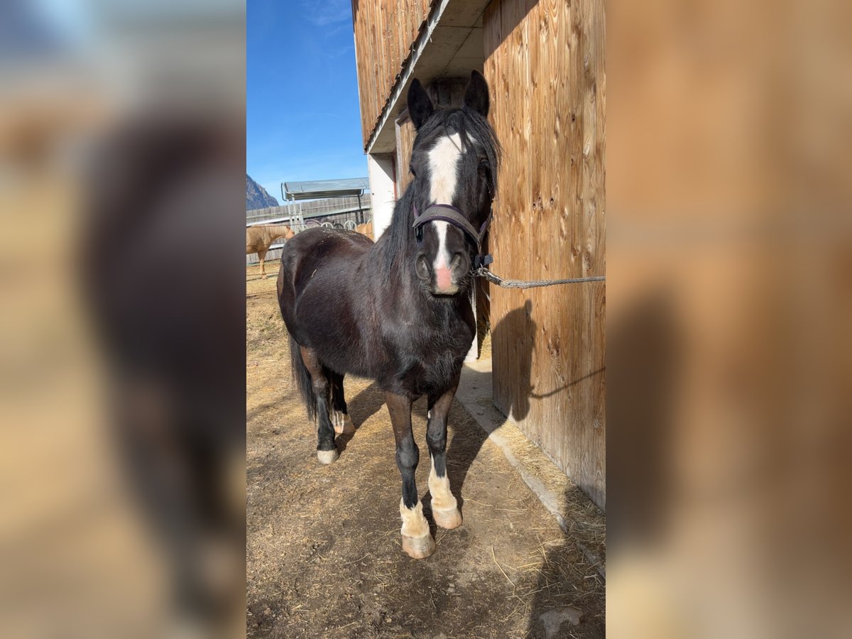 Gypsy Horse Gelding 6 years 15 hh Black in Umhausen