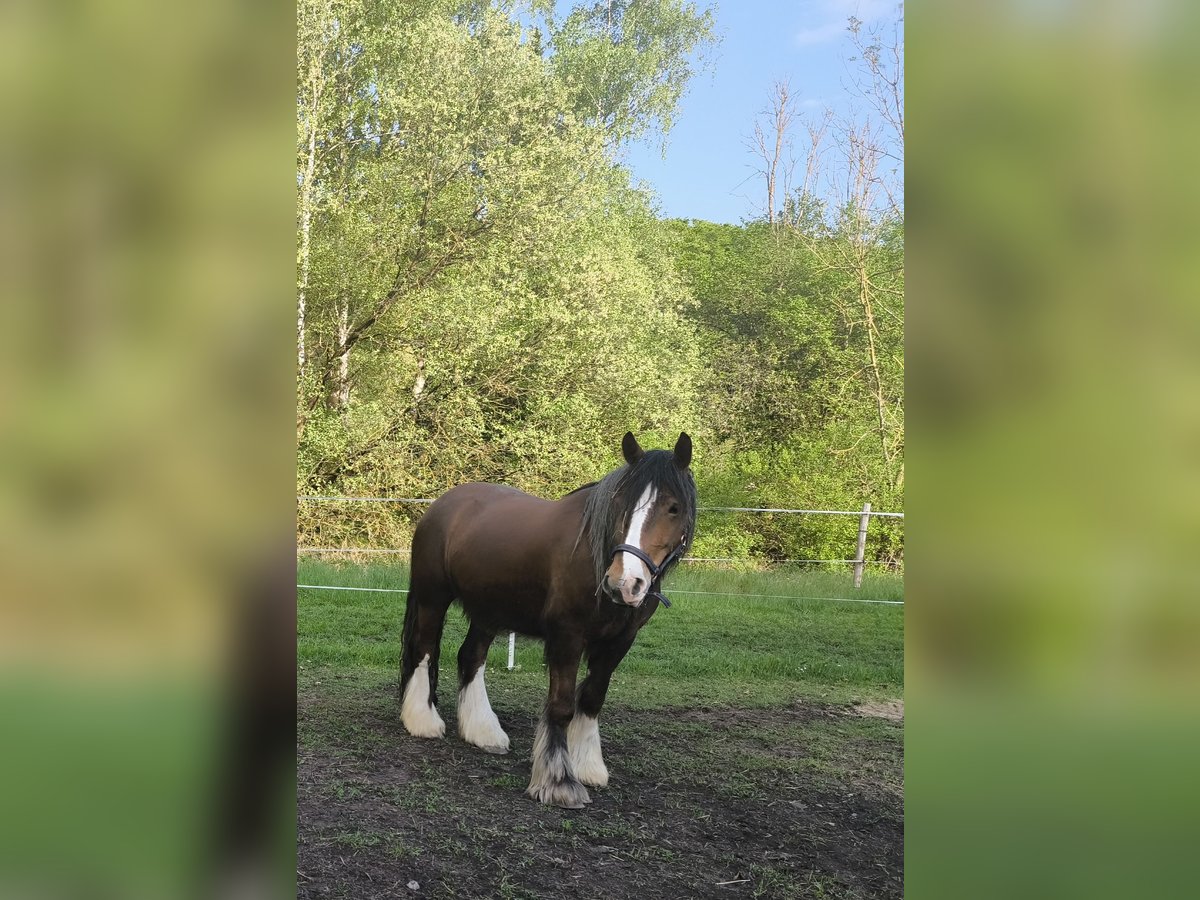 Gypsy Horse Gelding 6 years 15,1 hh Brown in Gro&#xDF;almerode