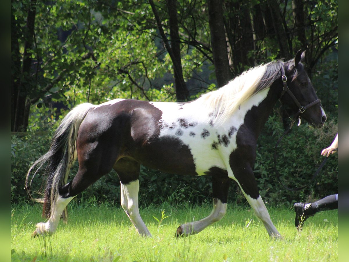 Gypsy Horse Gelding 6 years 15,1 hh Pinto in Metelen