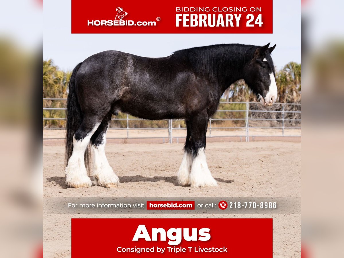 Gypsy Horse Mix Gelding 6 years 16,3 hh Roan-Blue in Aguila, AZ