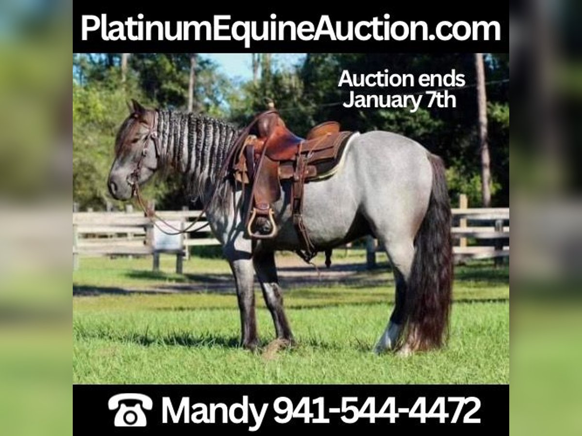 Gypsy Horse Gelding 6 years Roan-Blue in Mims, FL