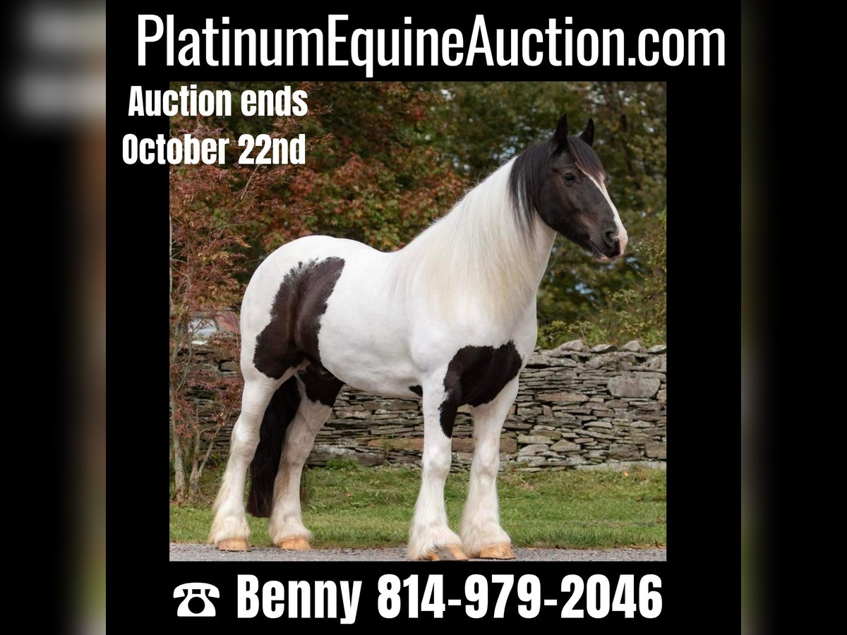 Gypsy Horse Gelding 6 years Tobiano-all-colors in Everett PA