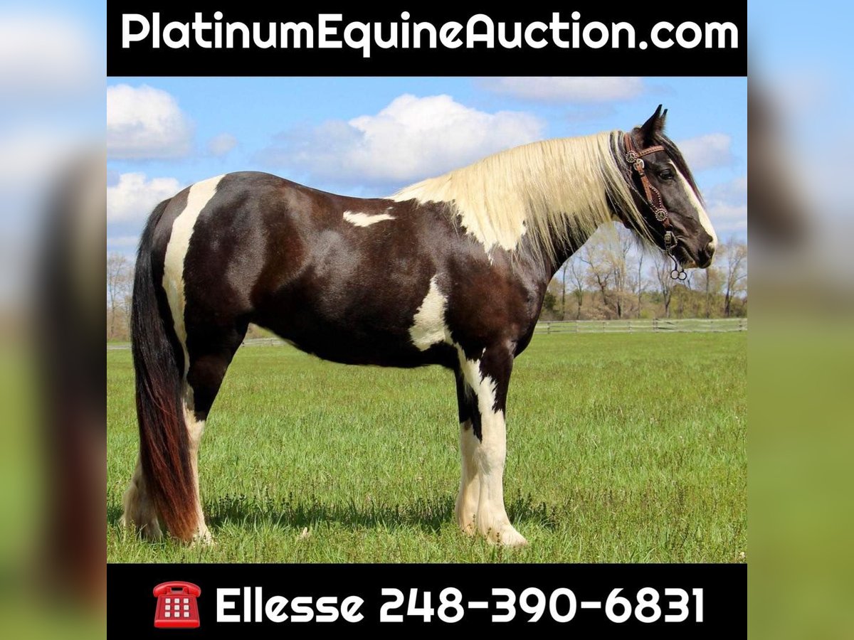 Gypsy Horse Gelding 6 years Tobiano-all-colors in Howell MI