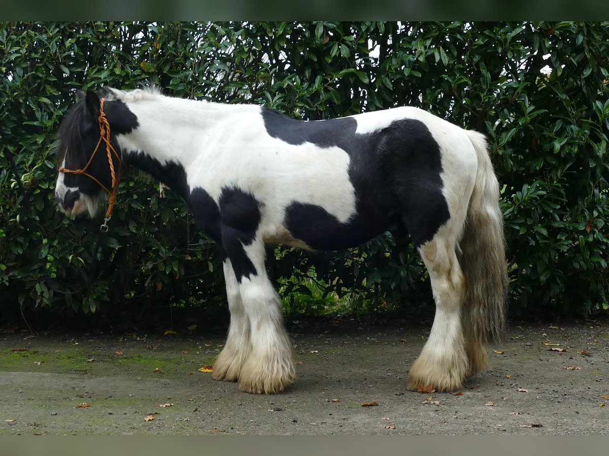 Gypsy Horse Gelding 7 years 12,3 hh Pinto in Lathen