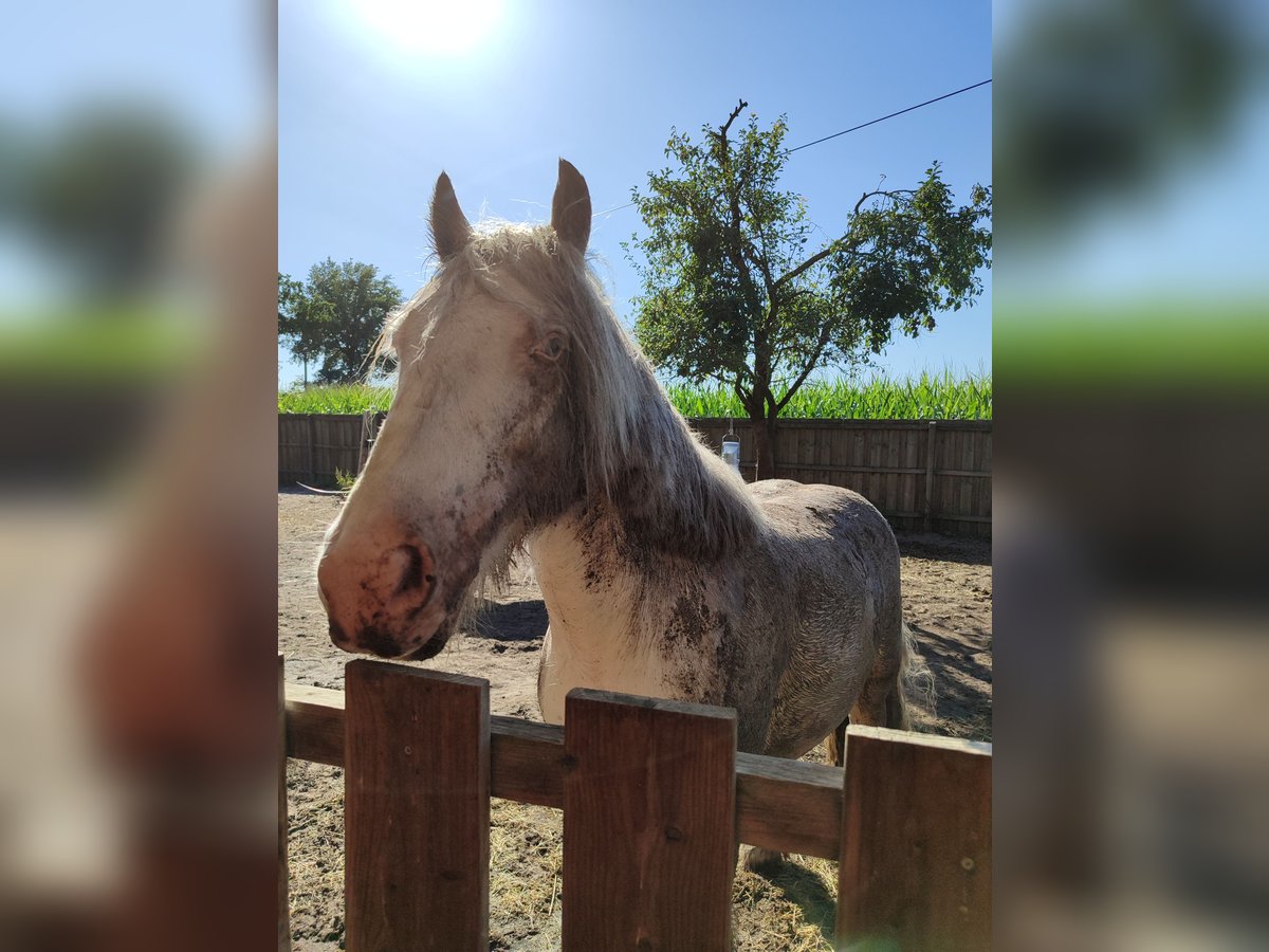 Gypsy Horse Gelding 7 years 13,2 hh Cremello in Hämelhausen