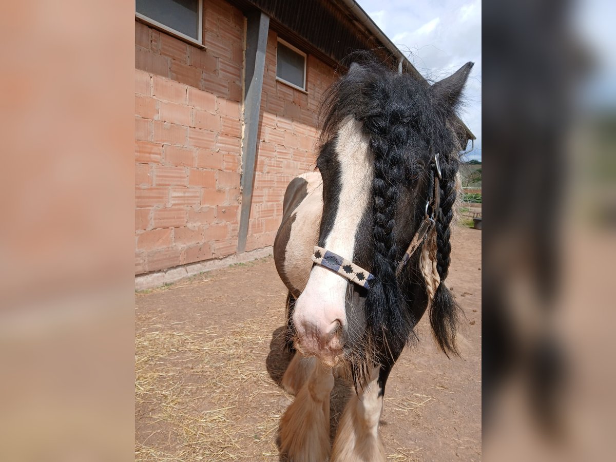 Gypsy Horse Gelding 7 years 13,1 hh in Saarbr&#xFC;cken