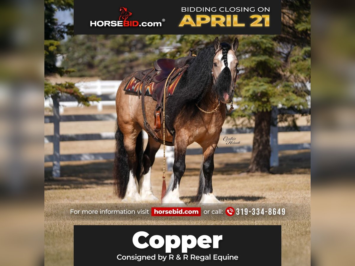 Gypsy Horse Gelding 7 years 14,2 hh Buckskin in Independence, IA