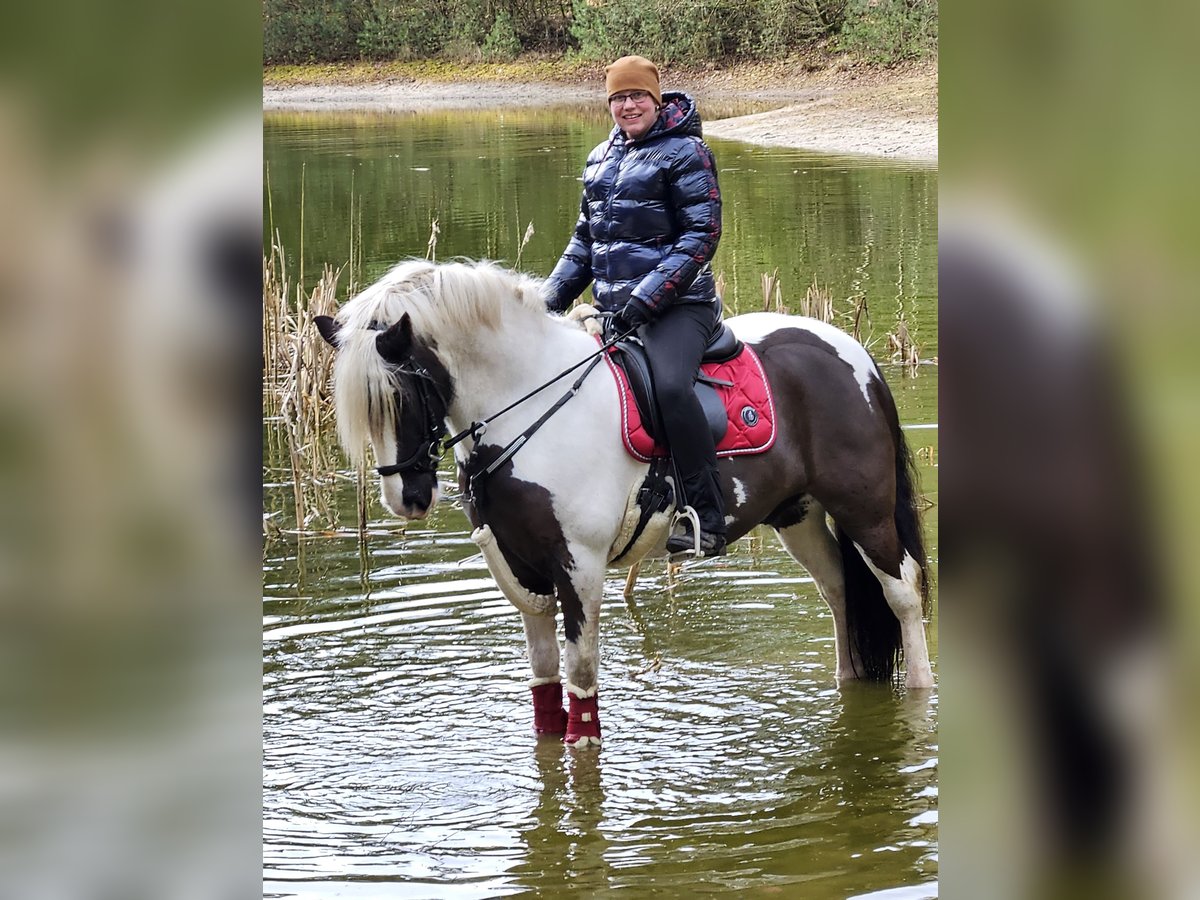 Gypsy Horse Gelding 7 years 14,2 hh Pinto in Lindern (Oldenburg)