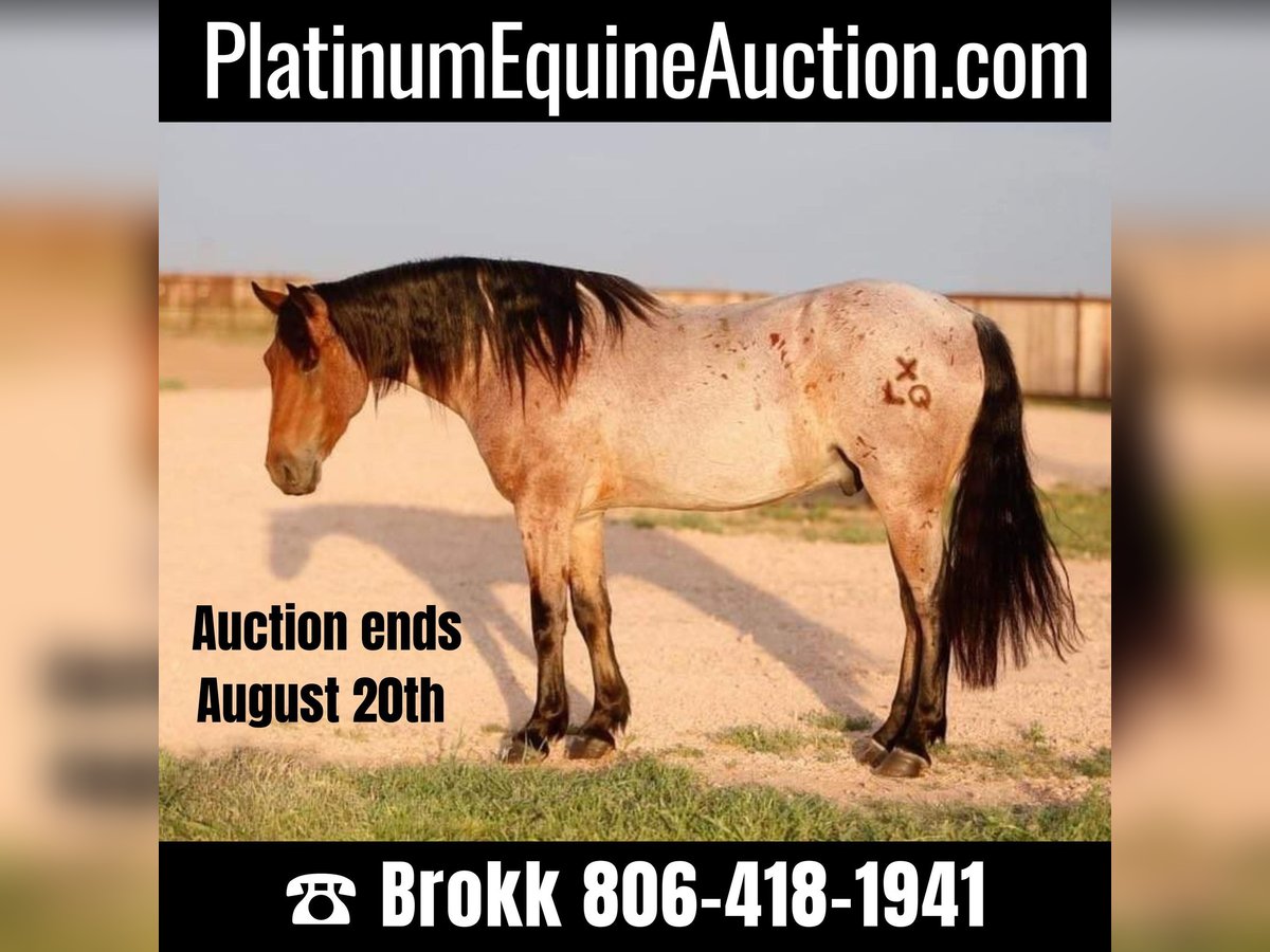 Gypsy Horse Gelding 7 years 14,3 hh Roan-Bay in Amarillo, TX