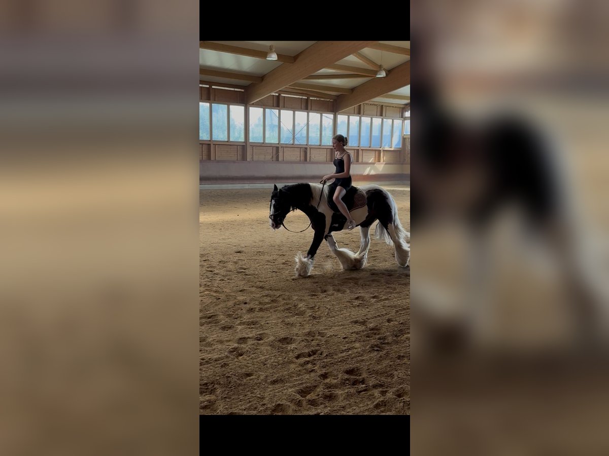 Gypsy Horse Gelding 7 years 14 hh Pinto in Achstetten