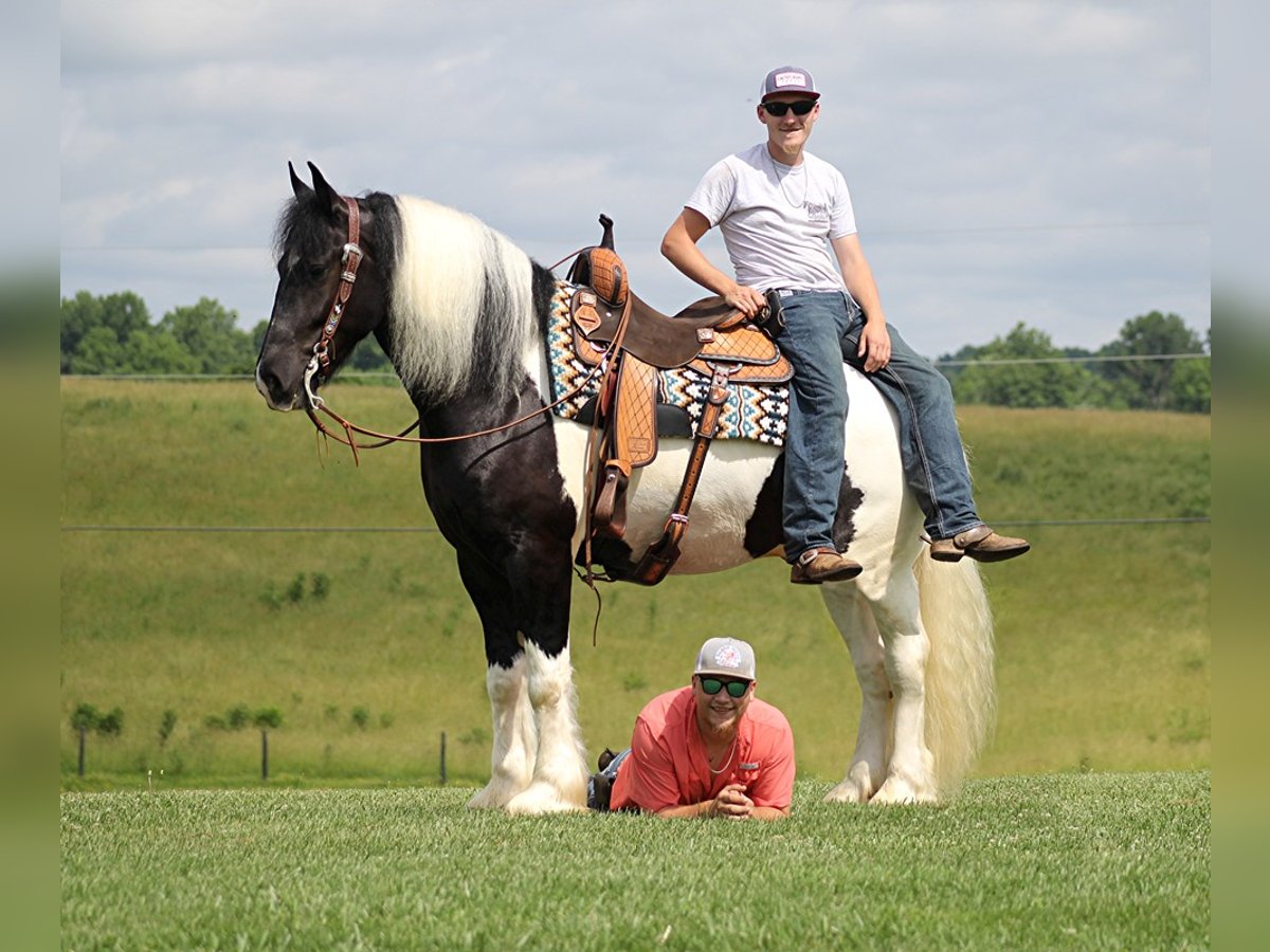 Gypsy Horse Gelding 7 years Tobiano-all-colors in Mount Vernon KY