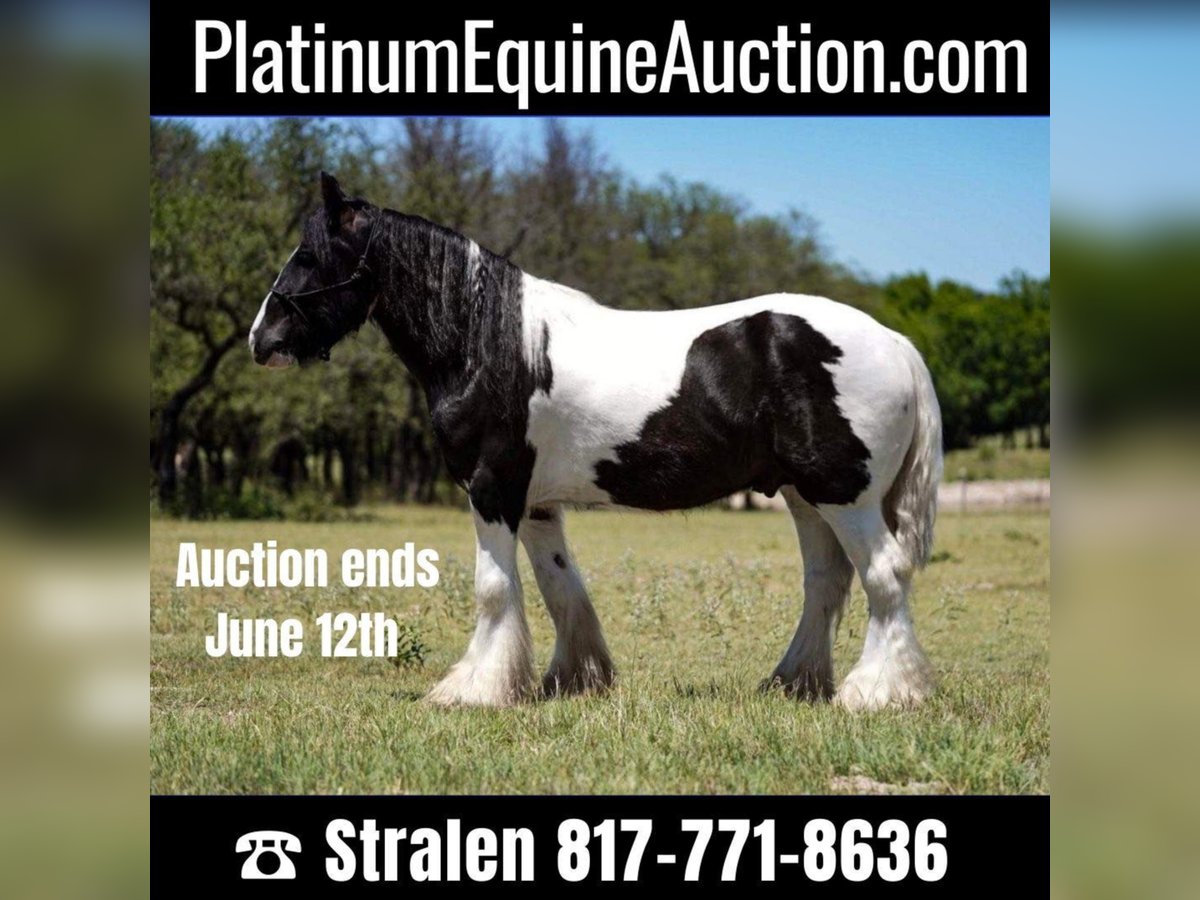 Gypsy Horse Gelding 8 years 14,3 hh Tobiano-all-colors in comanche TX
