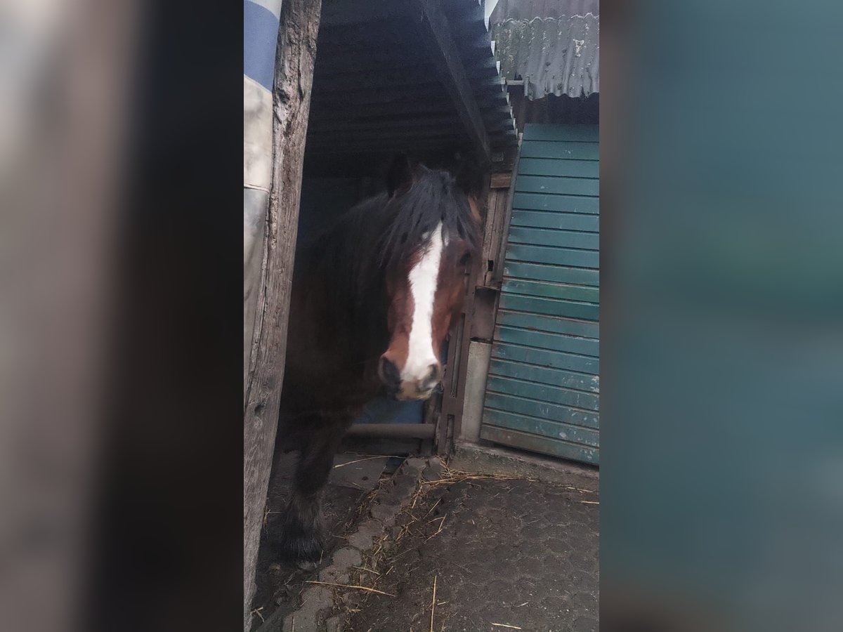 Gypsy Horse Gelding 8 years 14,3 hh in Hürth