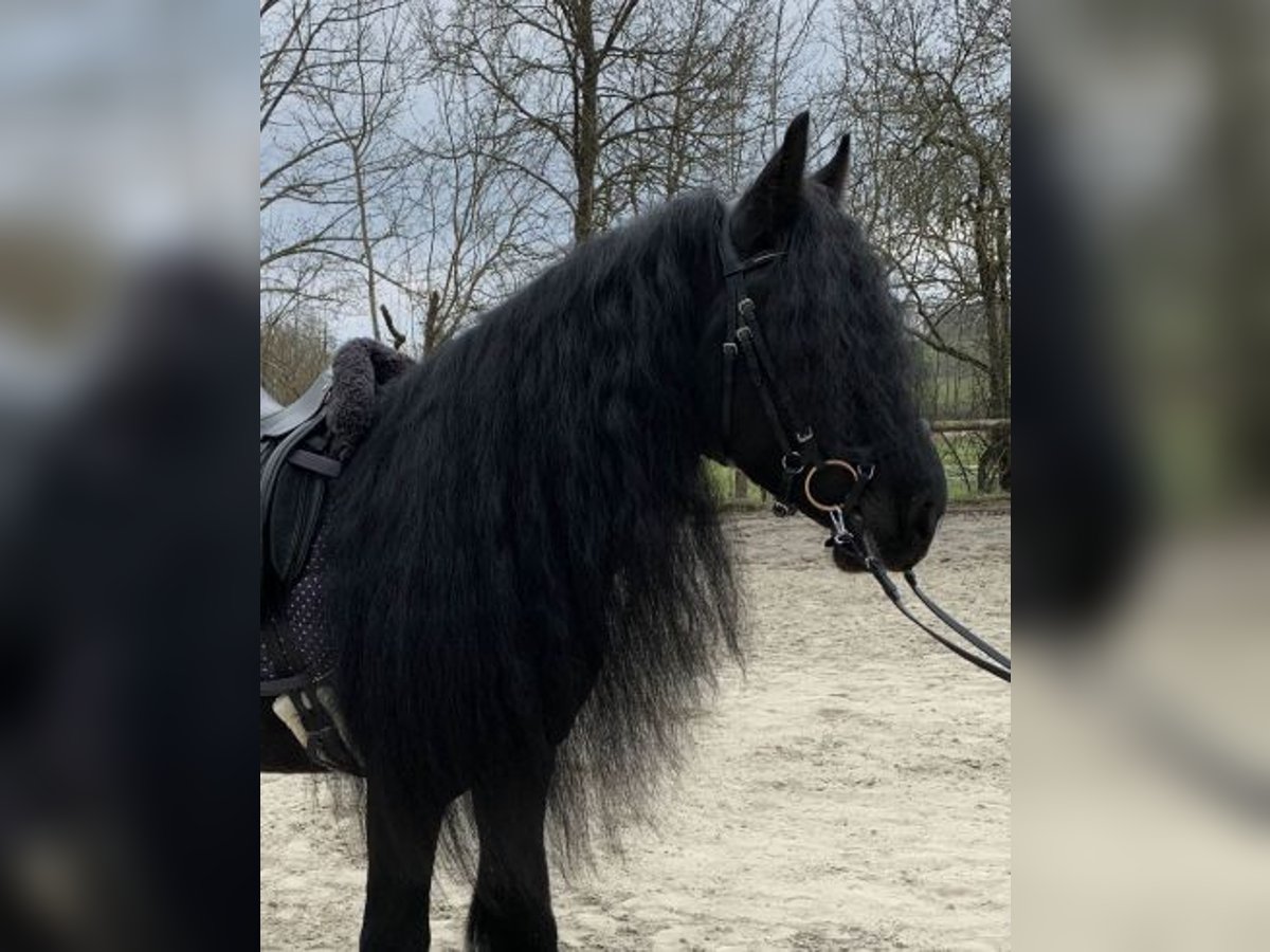Gypsy Horse Gelding 8 years 14,1 hh Black in Feuchtwangen