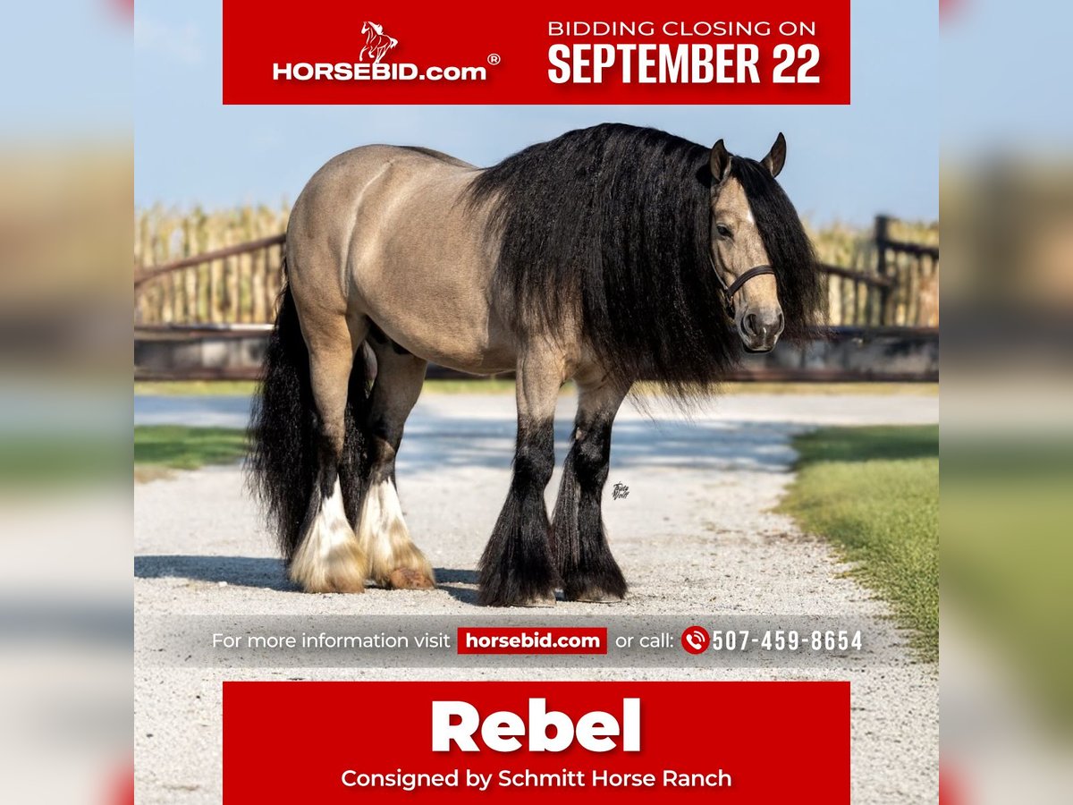 Gypsy Horse Gelding 8 years 14,1 hh Buckskin in Holland, IA