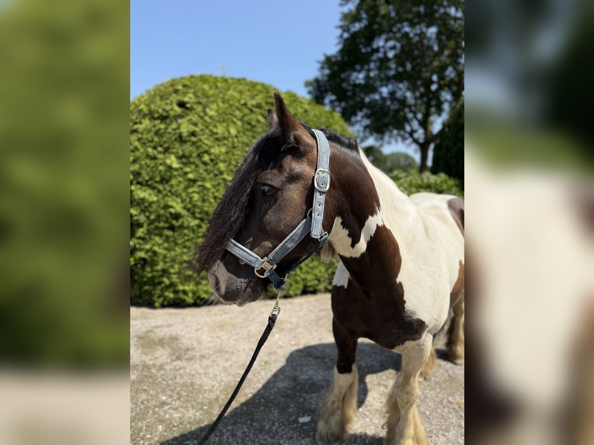 Gypsy Horse Gelding 8 years 14,1 hh Pinto in Achstetten