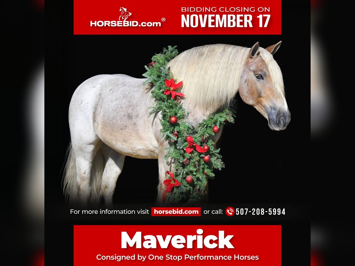 Gypsy Horse Mix Gelding 8 years 14,2 hh Roan-Red in Oelwein