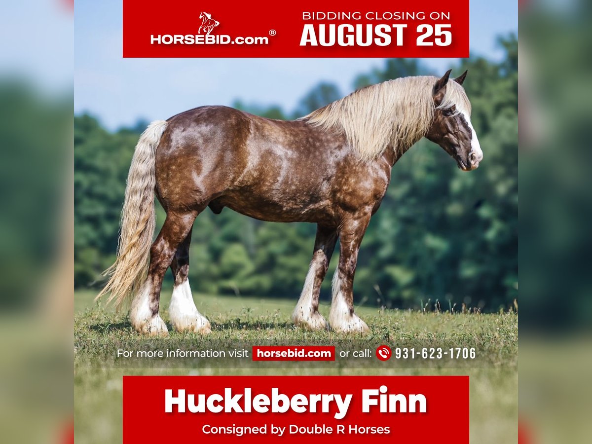 Gypsy Horse Mix Gelding 8 years 15,3 hh in Lyles, TN