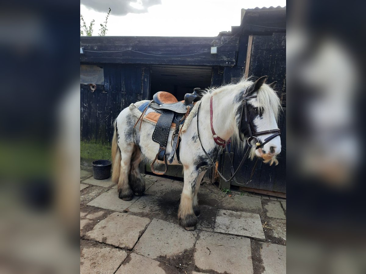 Gypsy Horse Gelding 9 years 13,1 hh Pinto in Norderstedt