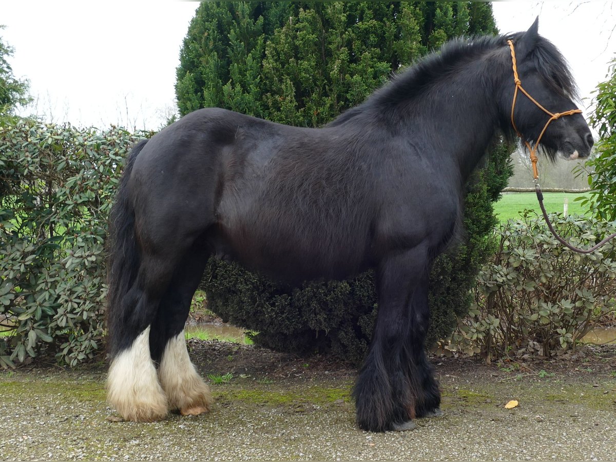 Gypsy Horse Gelding 9 years 14,1 hh Black in Lathen
