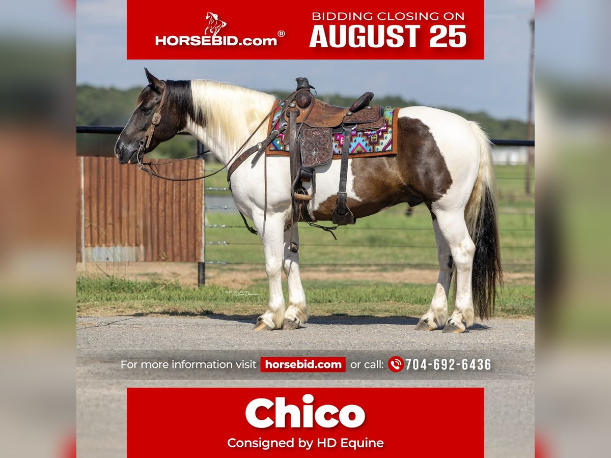 Gypsy Horse Mix Gelding 9 years 14,2 hh in Madill, OK