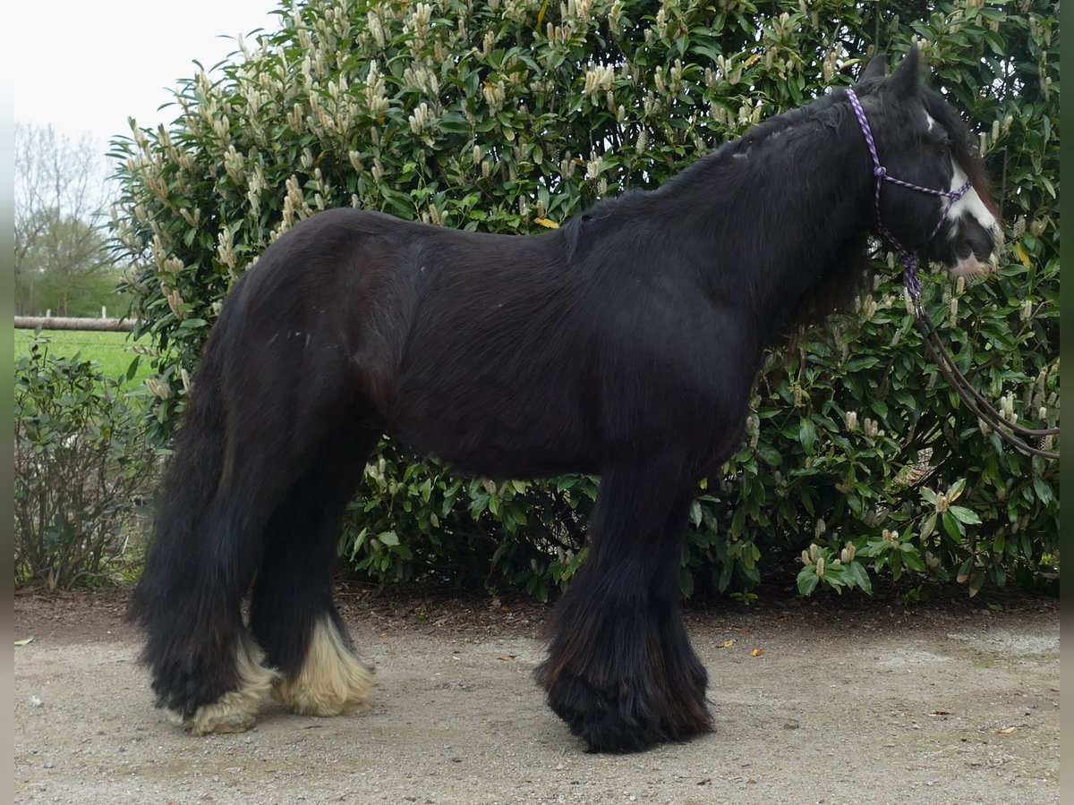 Gypsy Horse Gelding 9 years 14 hh Black in Sustrum