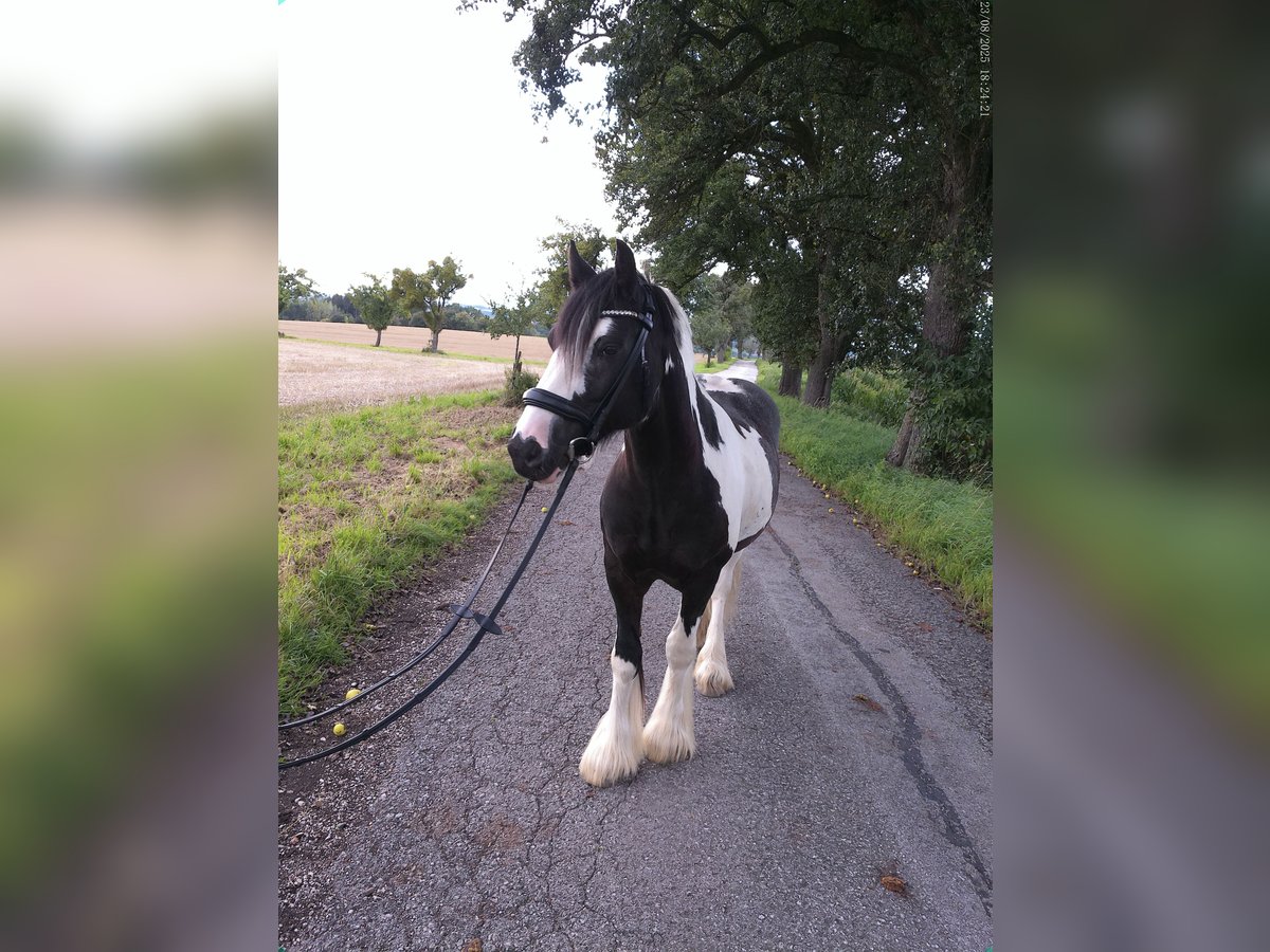 Gypsy Horse Gelding 9 years 14,1 hh Pinto in Kematen an der Ybbs