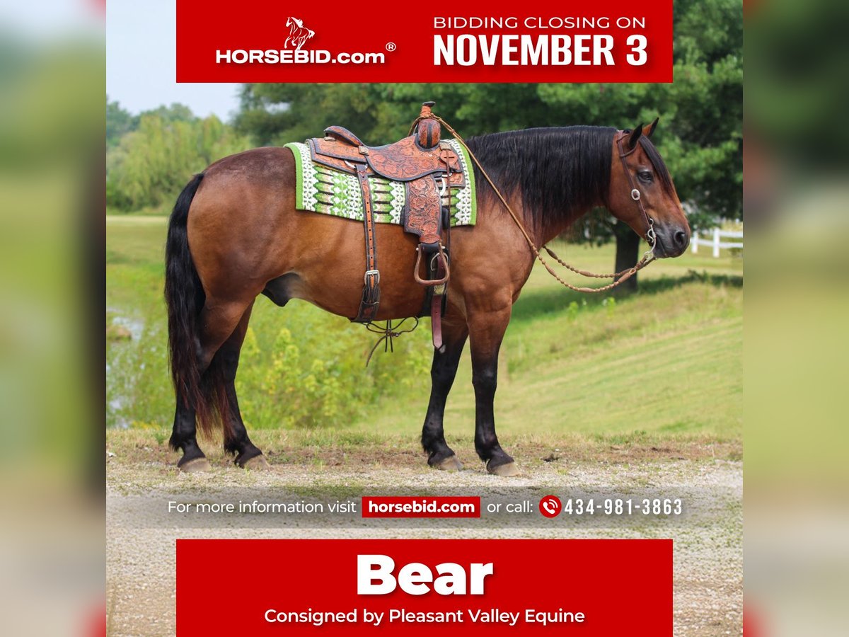 Gypsy Horse Mix Gelding 9 years 14,3 hh Bay in Robards Gypsy Horse Mix Gelding 9 years 14,3 hh Bay in Robards