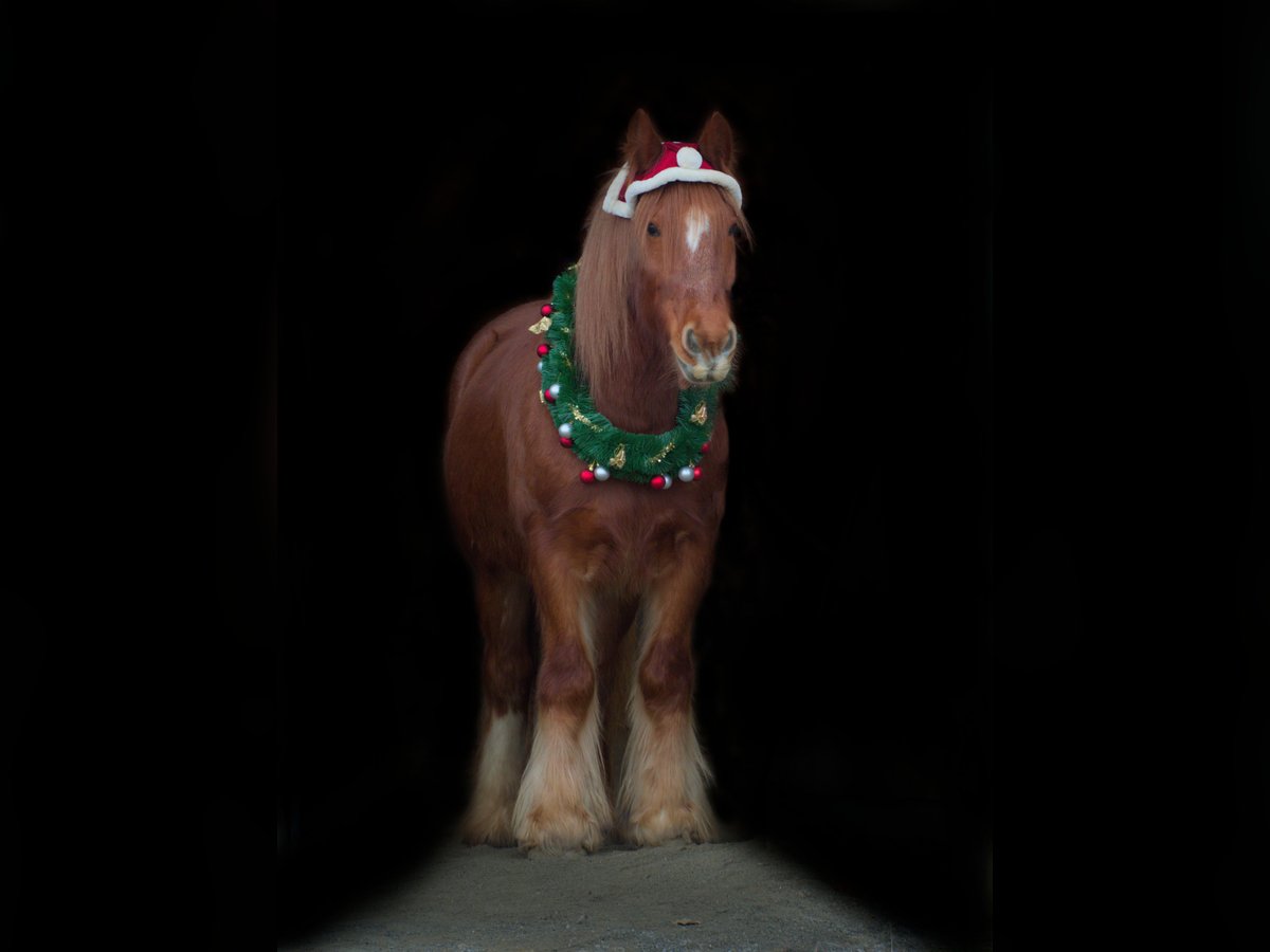 Gypsy Horse Gelding 9 years 15,1 hh in Grinzens