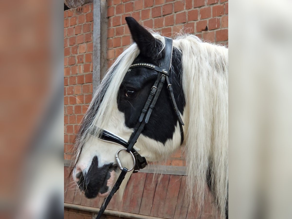 Gypsy Horse Gelding 9 years 15,1 hh Pinto in Nettersheim