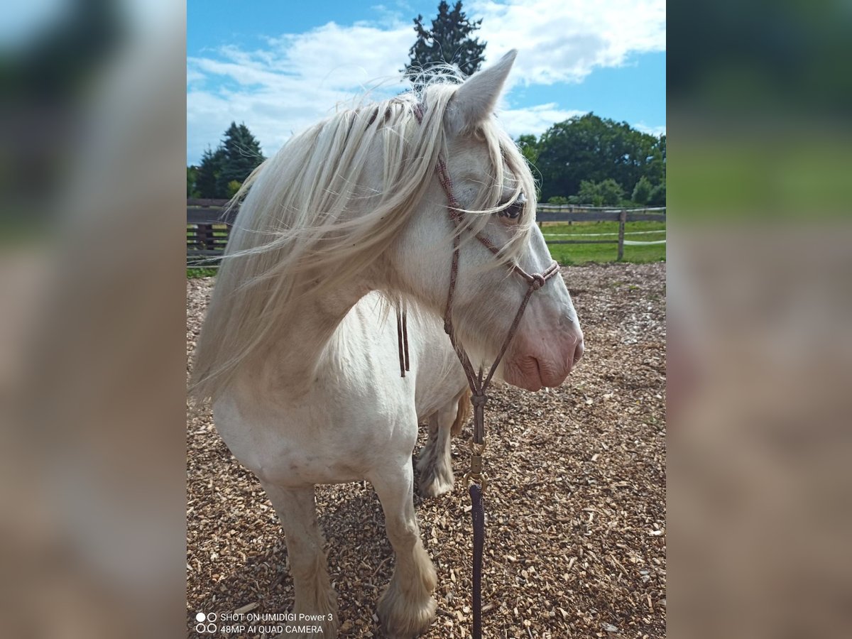 Gypsy Horse Mare 10 years 13,2 hh Gray in Oschersleben