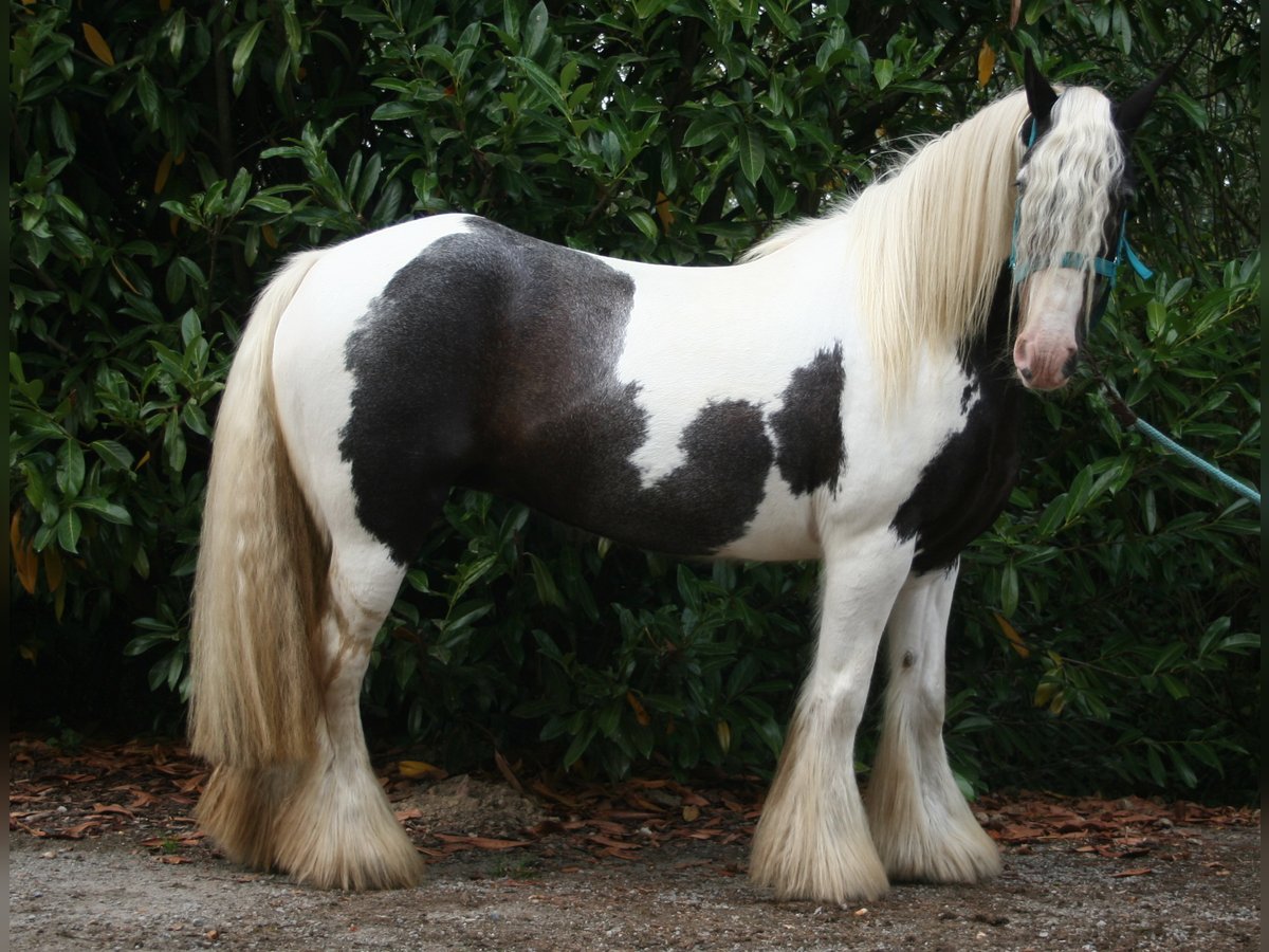 Gypsy Horse Mare 10 years 13,2 hh Pinto in Lathen