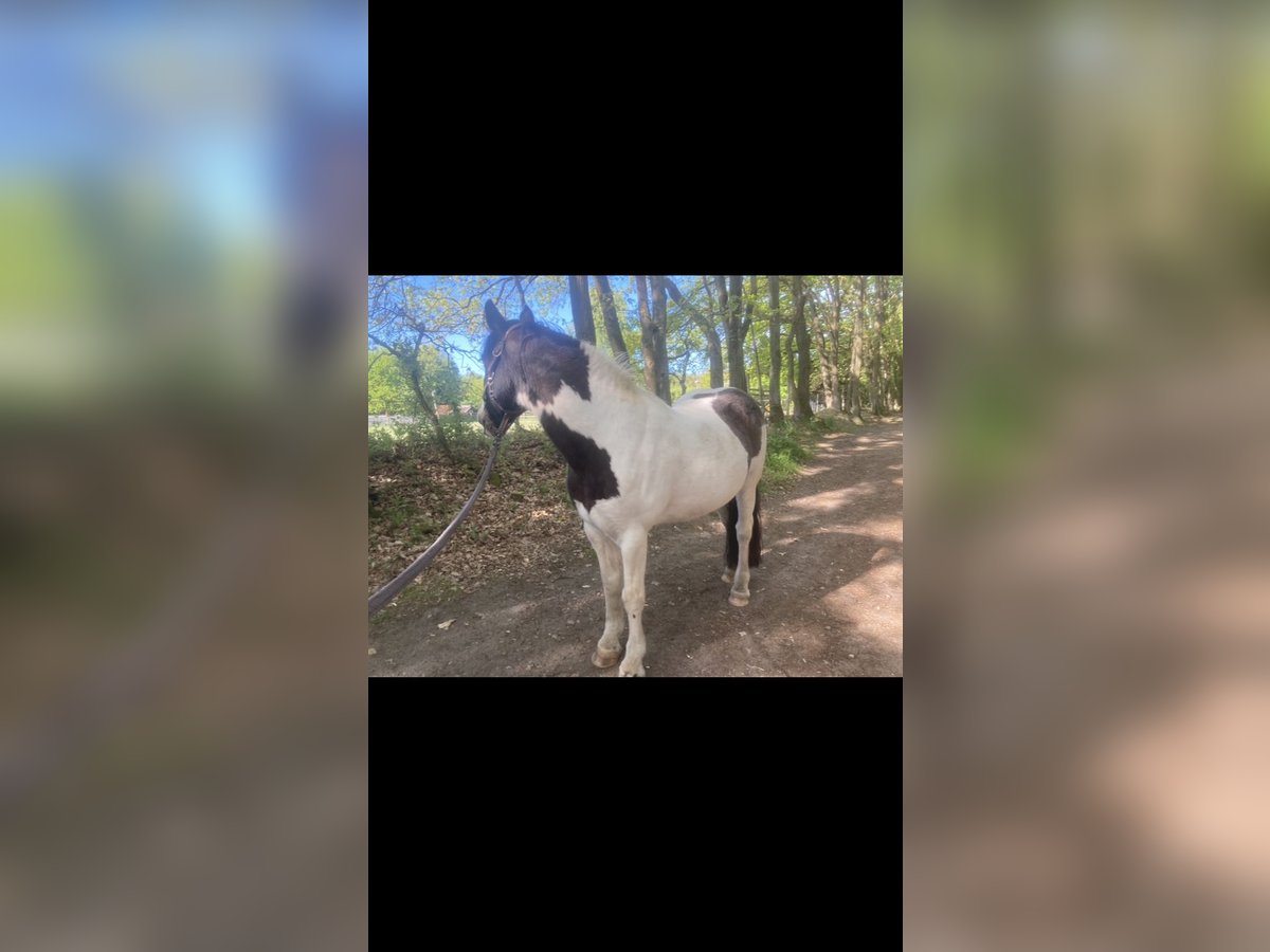 Gypsy Horse Mare 10 years 13,2 hh Pinto in L&#xFC;neburg
