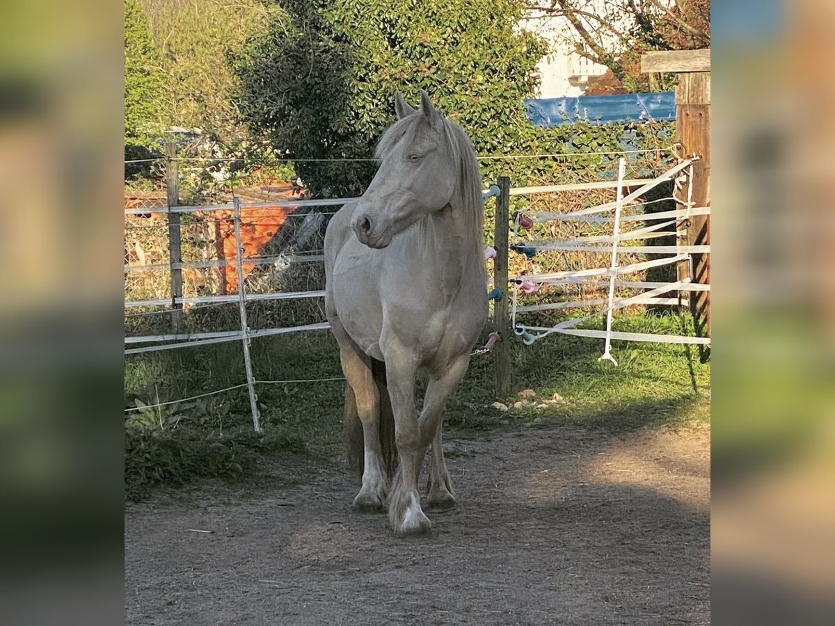 Gypsy Horse Mare 10 years 14,1 hh Cremello in Groß-Umstadt