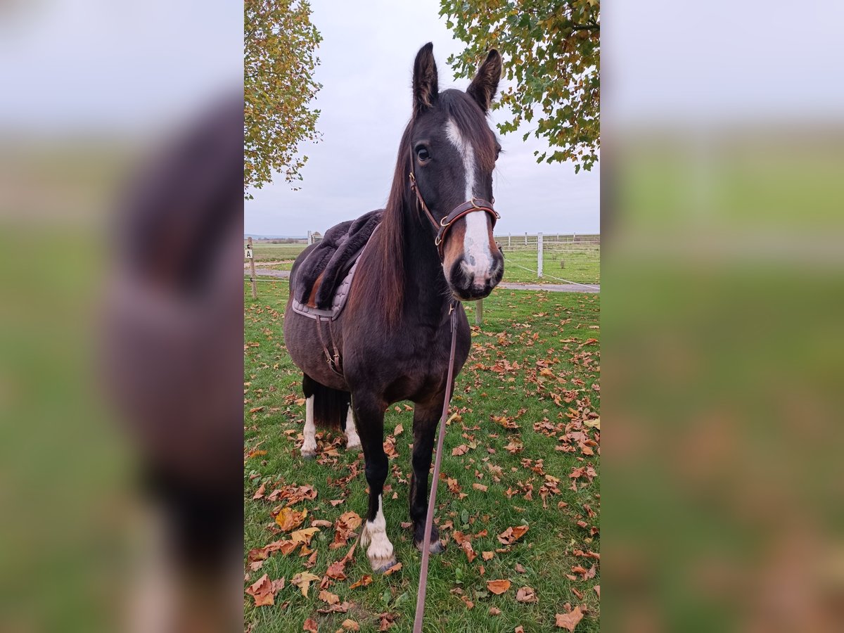 Gypsy Horse Mix Mare 10 years 14,2 hh Brown in Wölfersheim