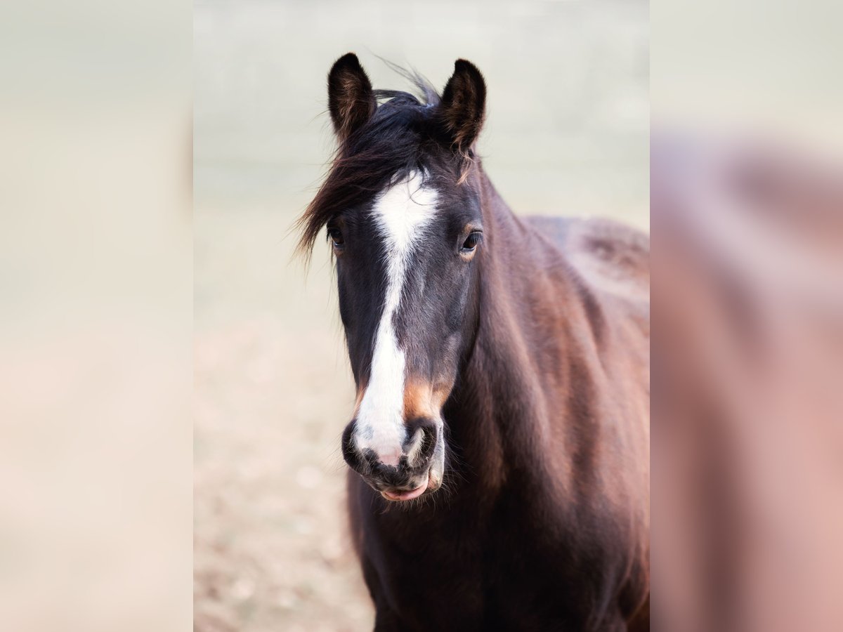 Gypsy Horse Mix Mare 10 years 14,2 hh Brown in Wölfersheim